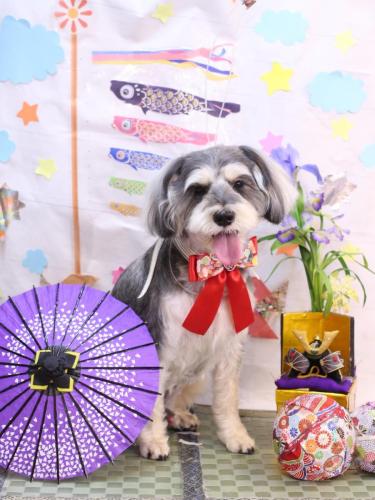 20240524パピコくん